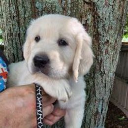 Golden Retriever Puppies from Smokey Mountain English Goldens