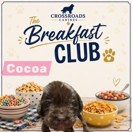 Cocoa - Brown female Newfoundland puppy in Saukville, Wisconsin from Crossroads Canines ~ Newfoundland Dogs