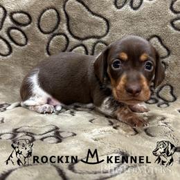 Chocolate Piebald - Piebald female Dachshund puppy in George West, Texas from Rockin M Kennel
