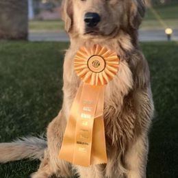 Golden Retrievers from J-R Farms Goldens