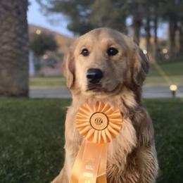 Golden Retrievers from J-R Farms Goldens