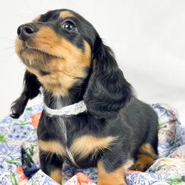 Butterfinger - Black and tan male Dachshund puppy in Sacramento, California from MiniDoxPups