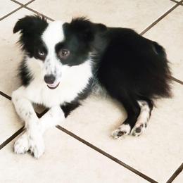 Australian Shepherds, Miniature Australian Shepherds, and Toy Australian Shepherds from Honey, I Shrunk the Aussies