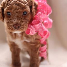 Honey - Apricot female Goldendoodle puppy in Forney, Texas from Diamond Doodle Pups and Poodles