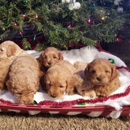 Goldendoodle Puppies from Puppy Love Doodles