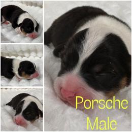 Porsche - Black and tan male American Corgi puppy in Hico, Texas from Chisholm Trail Kennels