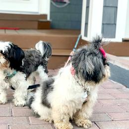 Shih Tzu and West Highland White Terrier Puppies from Westies of Morrison