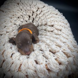 Orange Collar - Dachshund puppy from Cherished Dachshunds