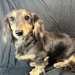 Majesty - Dachshund