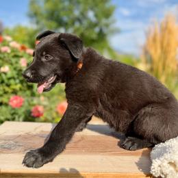 Katarina, orange female - Black female German Shepherd puppy in Highland, Utah from Angel Pups Deluxe