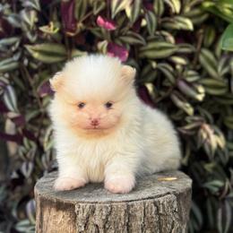 Nico - Cream male Pomeranian puppy in Stockton, California from lunas_poms