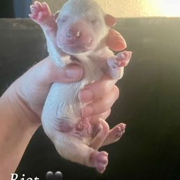 Riot - Blue speckled male Australian Cattle Dog puppy in Chilton, Wisconsin from Pointless Acres