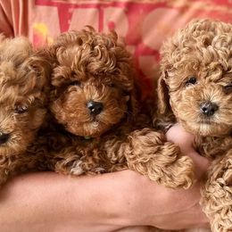 Goldendoodles and Poodles from Blue Mountain Family Doodles of Virginia