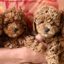 Goldendoodles and Poodles from Blue Mountain Family Doodles of Virginia