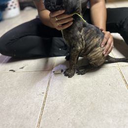 Light Green Collar - Chestnut brindle female Cane Corso puppy in Niota, Tennessee from DTM Cane Corso