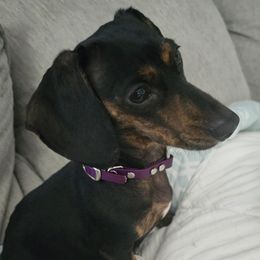 Lily - Dachshund