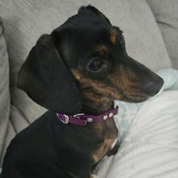 Lily - Dachshund