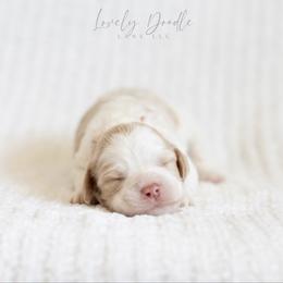 Pink Collar Girl - Caramel ice female Australian Labradoodle puppy in Thousand Oaks, California from Lovely Doodle Lane