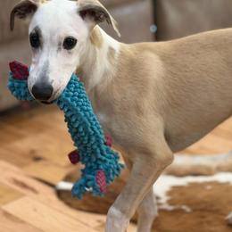 Pirate - Fawn male Whippet puppy in Summerville, Georgia from Cook Arena Whippets
