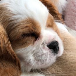 Cavalier King Charles Spaniel Puppies from Ikkes Cavaliers