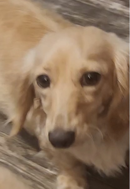 Pebbles - Dachshund