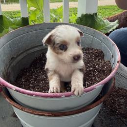Wrangler - Red merle female Australian Shepherd puppy in Ridgeville, Indiana from McCord’s Standard Aussies
