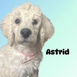 Astrid - Cream female Poodle puppy in Baltimore, Maryland from Steinrock’s Standards