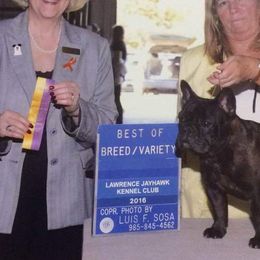 French Bulldogs from TLH French Bulldogs