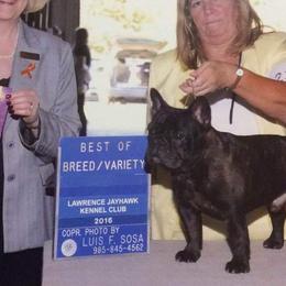 French Bulldogs from TLH French Bulldogs