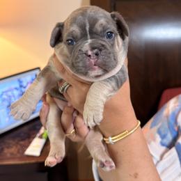 Lucas - Tricolors male French Bulldog puppy in Lynnwood, Washington from Pawsitive Frenchies