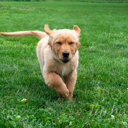 Border Collie, Golden Retriever, and Sporty Mix Puppies from Turbo Border Collies & Coltrievers