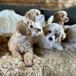 Poodle Puppies from Payette Poodles