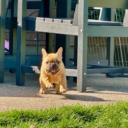 Spike - Fawn male French Bulldog puppy in Molalla, Oregon from Miller Frenchie Farm