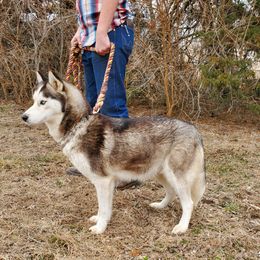 Elvira - Siberian Husky