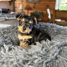 Yorkshire Terrier Puppies from Glass Hill Yorkies