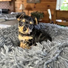 Yorkshire Terrier Puppies from Glass Hill Yorkies