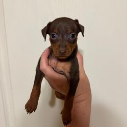 Parker - Chocolate and tan male Miniature Pinscher puppy in Eatonton, Georgia from TNT Puppies