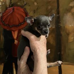 Chihuahua Puppies from Linda's Chihuahuas