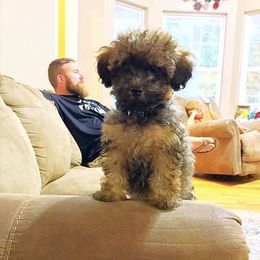 Poodle Puppies from Upper Echelon