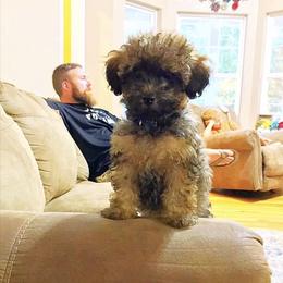 Poodle Puppies from Upper Echelon