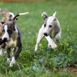 Whippet Puppies from Aperture Whippets