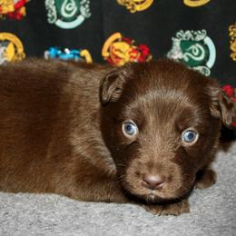 Kentucky - Red & white male Australian Shepherd puppy in El Dorado Springs, Missouri from HP Aussie Kennels