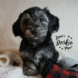 Dorkie Boy 2 - Green - Companion Cross puppy from Luna's Dorkie Pups