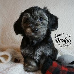Dorkie Boy 2 - Green - Companion Cross puppy from Luna's Dorkie Pups