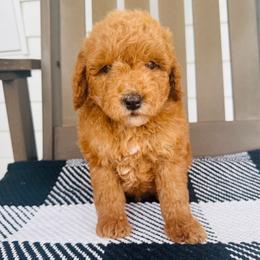 Russell - Apricot male Goldendoodle puppy in Auburn, Indiana from Martin’s Doodles