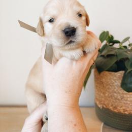 Cowboy - Light golden male Golden Retriever puppy in Forest Hill, Texas from Gillit Family Goldens of NTX