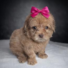 Sandoval Puppy - Merle female Shihpoo puppy in Delphos, Ohio from Route 66 Poodles & Doodles, Sapphire Shih-tzu's of Ohio