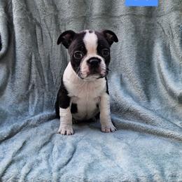 F1 - Brindle and white female Boston Terrier puppy in Newton Grove, North Carolina from Sassifras Boston Terriers
