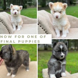 Pomskies from Puget Sound Pomskies