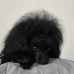 Molly - Poodle